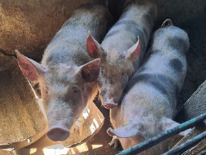 Porc rasa PIetrean de vanzare