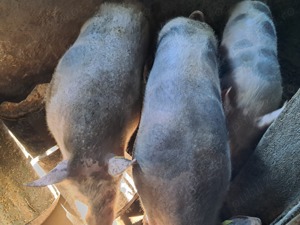 Porc rasa PIetrean de vanzare - imagine 4