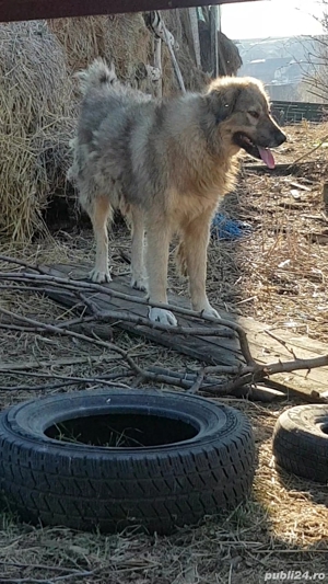 Vând câine de oi ciobănesc carpatin 