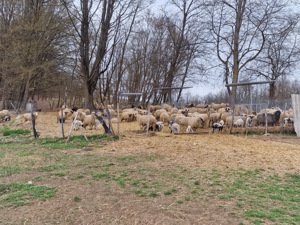 Vand 100 de oi cu miei. Au Certificat de Origine - imagine 2