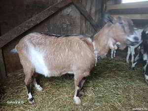 De vanzare capre gestante - imagine 3