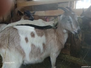 De vanzare capre gestante - imagine 2