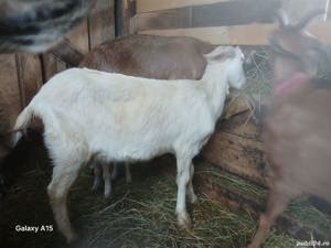 De vanzare capre gestante - imagine 4