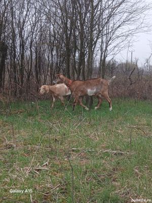 De vanzare capre gestante - imagine 5