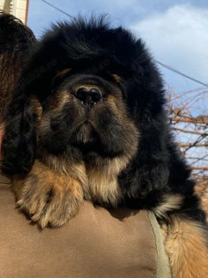 Tibetan Mastiff Chinezesc 