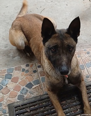 Femelă Ciobănesc Belgian Malinois  - imagine 3