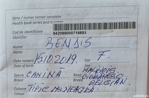 Femelă Ciobănesc Belgian Malinois  - imagine 2