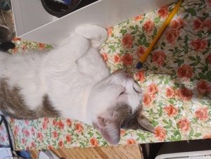 meditatii matematica