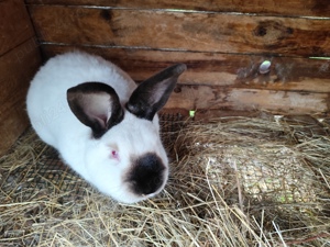 Iepuri Californian femele și masculi - imagine 2