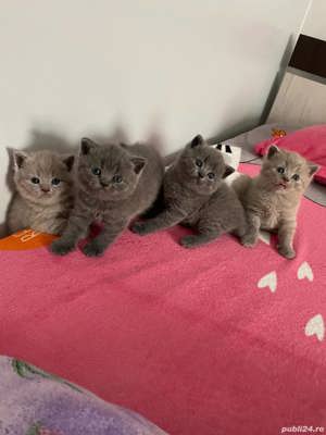 British Shorthair Blue Lila