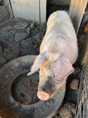 Porci de vânzare