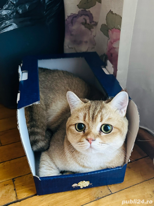 Mascul british shorthair golden  - imagine 4