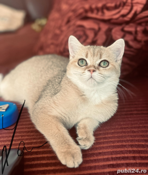 Mascul british shorthair golden  - imagine 2