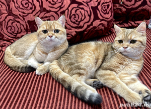 Mascul british shorthair golden  - imagine 5