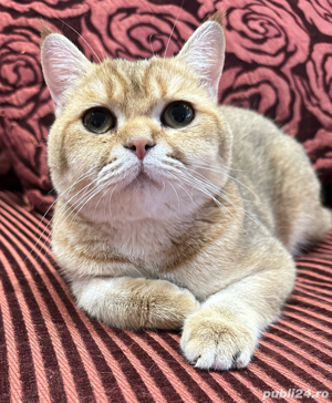 Mascul british shorthair golden  - imagine 3