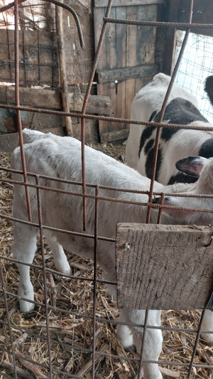 Vand vaca de lapte - imagine 2