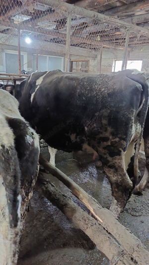 Vand vaca de lapte - imagine 3