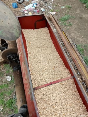 semănătoare păioase 