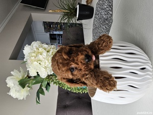 Pudel red 2 luni - imagine 3 Pudel red 2 luni - imagine 3