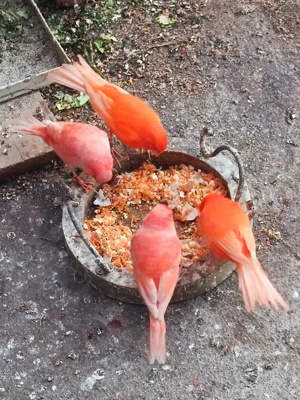 Vand canari. - imagine 2 Vand canari. - imagine 2