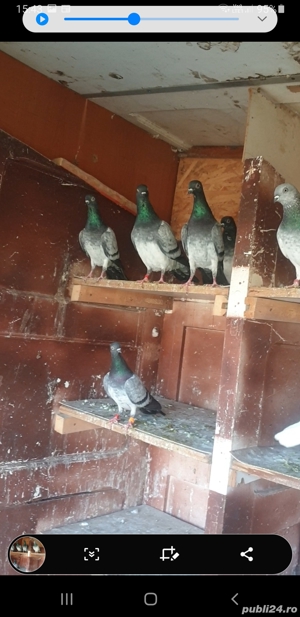 De vînzare porumbei brumați - imagine 2