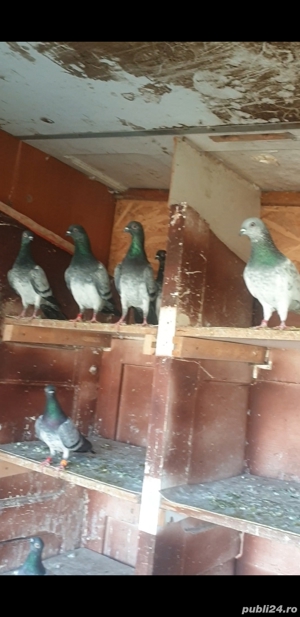 De vînzare porumbei brumați - imagine 4