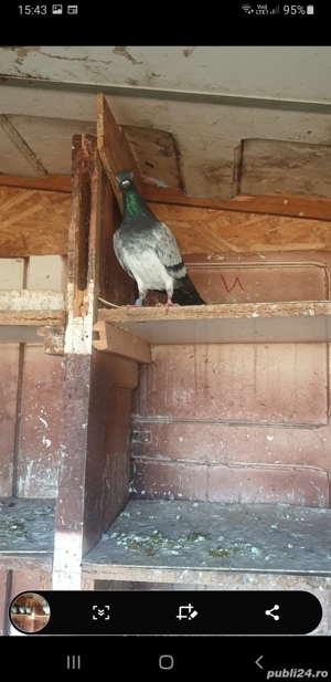 De vînzare porumbei brumați - imagine 3