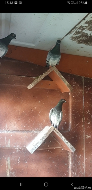 De vînzare porumbei brumați