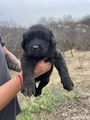 Ciobanesc corb original si mioritic - imagine 2 Ciobanesc corb original si mioritic - imagine 2