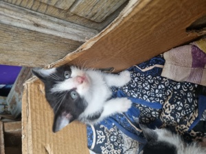 Donez pisici (1 luna) motani - imagine 2