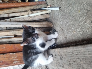 Donez pisici (1 luna) motani - imagine 3