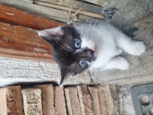 Donez pisici (1 luna) motani