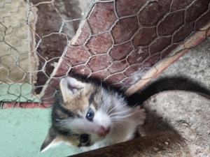 Donez pisici (1 luna) motani - imagine 4