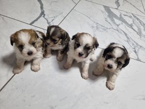 Cățeluși de vânzare bichon și pechinez 
