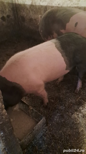 vând porci grași - imagine 2