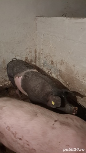 vând porci grași - imagine 3