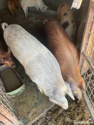 porci de vanzare 