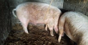 Vand porci de carne   25kg  - 350 kg 