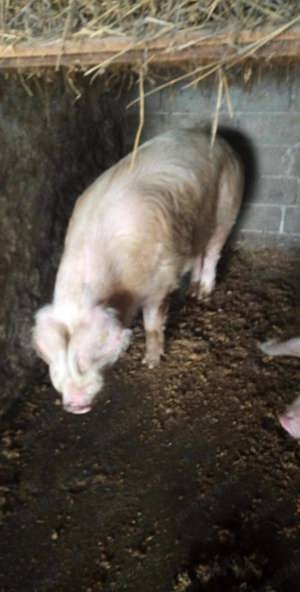 Vand porci de carne   25kg  - 350 kg  - imagine 5 Vand porci de carne   25kg  - 350 kg  - imagine 5