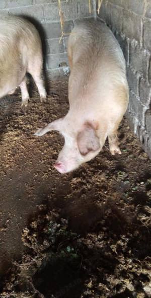 Vand porci de carne   25kg  - 350 kg  - imagine 2 Vand porci de carne   25kg  - 350 kg  - imagine 2