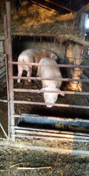 Vand porci de carne   25kg  - 350 kg  - imagine 4 Vand porci de carne   25kg  - 350 kg  - imagine 4