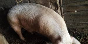 Vand porci de carne   25kg  - 350 kg  - imagine 3 Vand porci de carne   25kg  - 350 kg  - imagine 3