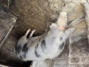 Porc gras de vanzare