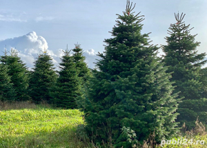 copaci,brazi tai cu drujba