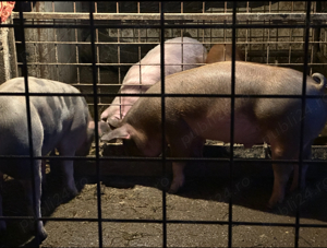 Porci de vanzare