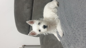 Vand pui westie , west highland white terrier - imagine 2