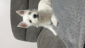 Vand pui westie , west highland white terrier - imagine 4