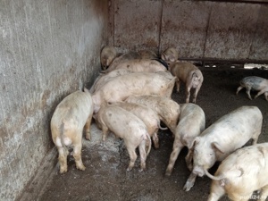 Vând purcei și grăsuni  - imagine 3