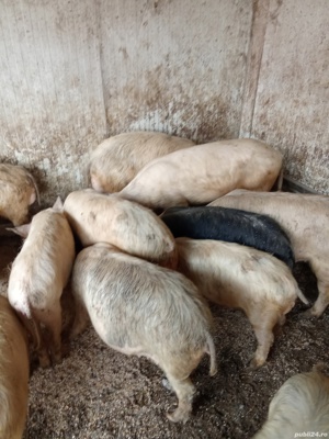 Vând purcei și grăsuni  - imagine 2