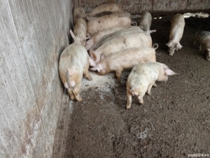 Vând purcei și grăsuni  - imagine 4